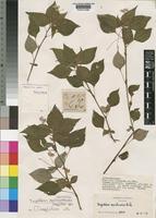 Holotype of Impatiens pseudozombensis Grey-Wilson [family BALSAMINACEAE]