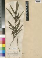 Eriosema shirense Baker f. [family LEGUMINOSAE-PAPILIONOIDEAE]