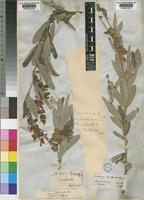 Eriosema psoraleoides (Lam.) G.Don [family LEGUMINOSAE-PAPILIONOIDEAE]