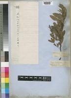 Type of Rhus burkeana Sond. [family ANACARDIACEAE]