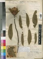 Holotype of Protea argyrophaea Hutch. [family PROTEACEAE]