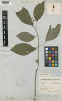 Hamelia patens Jacq. var. glabra Oerst. [family RUBIACEAE]
