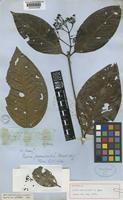 Holotype of Ixora panurensis Müll.Arg. [family RUBIACEAE]