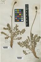 Acaena sericea Jacq.f. [family ROSACEAE]