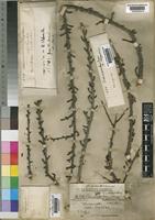 Commiphora socotrana Engl. [family BURSERACEAE]