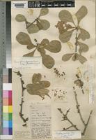 Commiphora glandulosa Schinz [family BURSERACEAE]