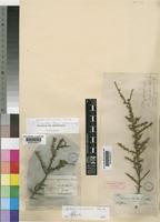 Lycium horridum Thunb. [family SOLANACEAE]