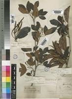 Allophylus africanus P.Beauv. f. senegalensis Radlk. [family SAPINDACEAE]