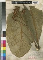 Anthocleista grandiflora Gilg [family LOGANIACEAE]