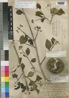 Isotype of Strychnos laxa Soler. [family LOGANIACEAE]