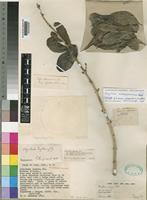 Isotype of Strychnos innocua Delile var. glabra E.A.Bruce & Lewis [family LOGANIACEAE]
