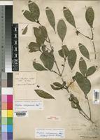 Paratype of Strychnos gerrardii N.E.Br. [family LOGANIACEAE]
