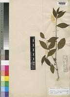 Isotype of Strychnos baroni Baker [family LOGANIACEAE]