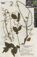 Isotype of Banisteriopsis prancei B.Gates [family MALPIGHIACEAE]
