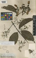 Isotype of Banisteria caapi Spruce ex Griseb. [family MALPIGHIACEAE]