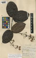Isotype of Banisteria elegans Triana & Planch. var. pubescens Nied. [family MALPIGHIACEAE]