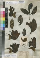 Isotype of Spathodea campanulata P.Beauv. [family BIGNONIACEAE]