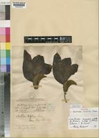 Holotype of Spathodea nilotica Seem. [family BIGNONIACEAE]