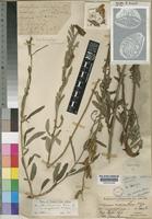 Sesamum angolense Welw. [family PEDALIACEAE]