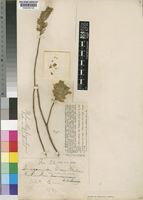 Type of Plectranthus primulinus Baker [family LABIATAE]