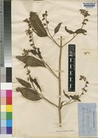 Type of Coleus aconitiflorus Welw. ex Hiern [family LABIATAE]