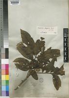 Isotype of Trichilia dregeana Sond. [family MELIACEAE]