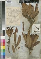 Holotype of Chailletia cymosa Hook. [family DICHAPETALACEAE]