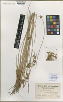 Syntype of Juncus decipiens (Buchenau) Nakai [family JUNCACEAE]