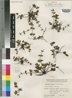 Isotype of Notholaena leachii Schelpe [family ADIANTACEAE]