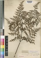 Type of Cheilanthes firma Moore [family ADIANTACEAE]
