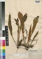 Type of Cyclophorus rhodesianus C.Chr. [family POLYPODIACEAE]