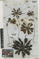 Lectotype of Plantago spathulata Hook.f. [family PLANTAGINACEAE]