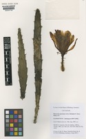 Paratype of Disocactus speciosus unrecorded subsp. bierianus R.Bauer [family CACTACEAE]