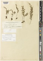 Isotype of Asplenium filipes Copel. [family ASPLENIACEAE]