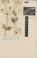 Calceolaria sinclairii Hook. [family CALCEOLARIACEAE]