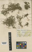 Rorippa nana (Schltdl.) J.F.Macbr. [family CRUCIFERAE]
