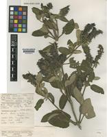 Type of Lepechinia velutina J.R.I.Wood [family LABIATAE]