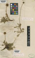 Acaena magellanica (Lam.) Vahl [family ROSACEAE]