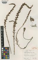 Isotype of Villadia patula Moran & C.H.Uhl [family CRASSULACEAE]