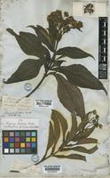 Smallanthus fruticosus (Benth.) H.Rob. [family COMPOSITAE]