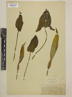Arum italicum Mill. subsp. italicum [family ARACEAE]
