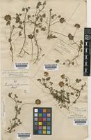 Trifolium repens L. [family LEGUMINOSAE-PAPILIONOIDEAE]