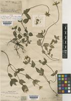 Type of Heliopsis procumbens Hemsl. [family COMPOSITAE]