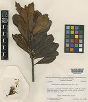 Isotype of Neblinaea promontoriorum Maguire & Wurdack [family COMPOSITAE]