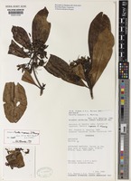 Pavetta kupensis S.D.Manning [family RUBIACEAE]