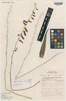 Holotype of Aloe tewoldei M.G.Gilbert & Sebsebe [family ALOACEAE]