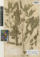 Isotype of Leucaena palmeri Britton & Rose [family LEGUMINOSAE-MIMOSOIDEAE]