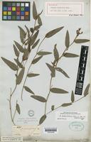 Holotype of Eriosema lanceolatum Benth. [family LEGUMINOSAE-PAPILIONOIDEAE]