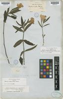 Syntype of Dipteracanthus canescens Nees [family ACANTHACEAE]