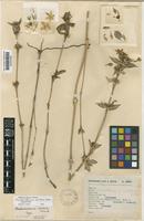 Pseuderanthemum axillare Leonard [family ACANTHACEAE]